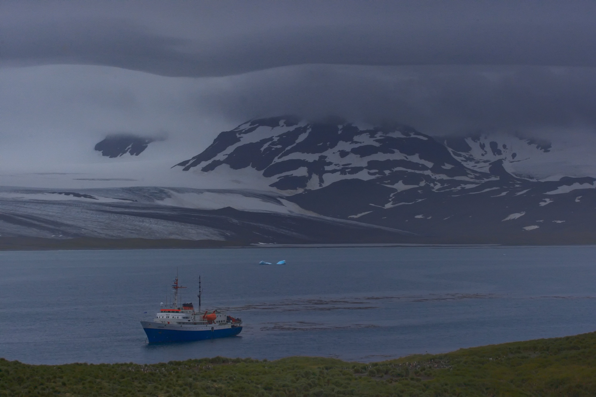 Prion Island, Süd Georgien